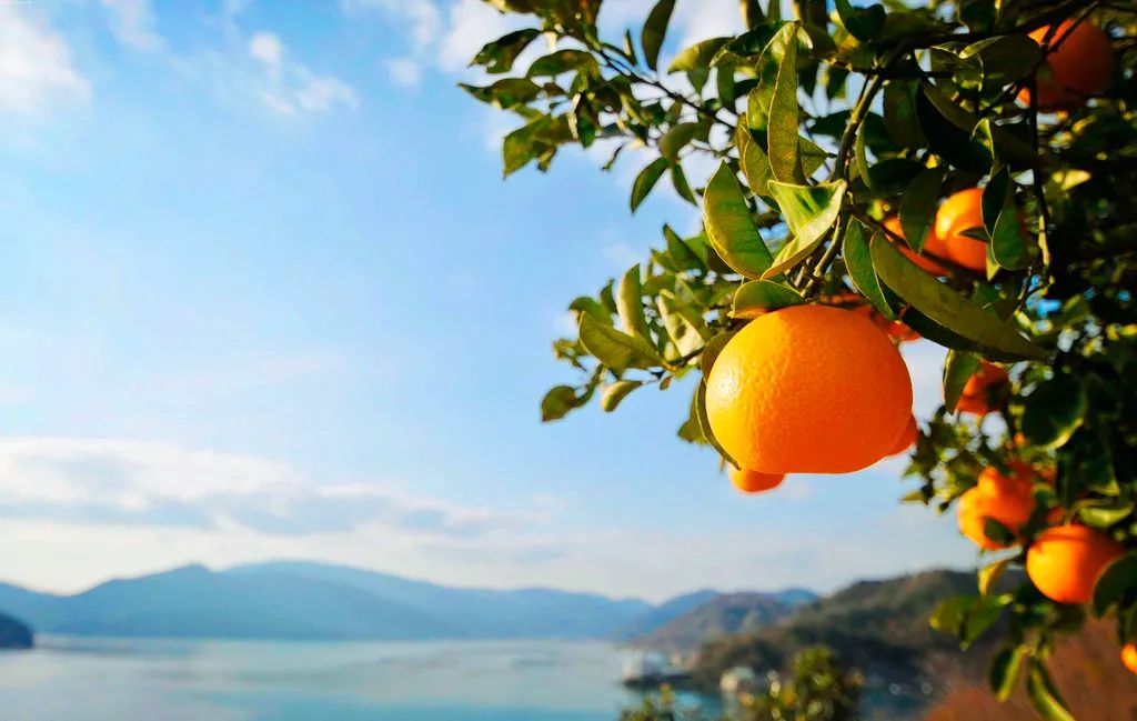 世界上有很多果凍橙，但只有一種叫做島橙